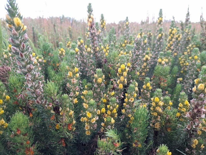 Aspalathus cliffortiifolia