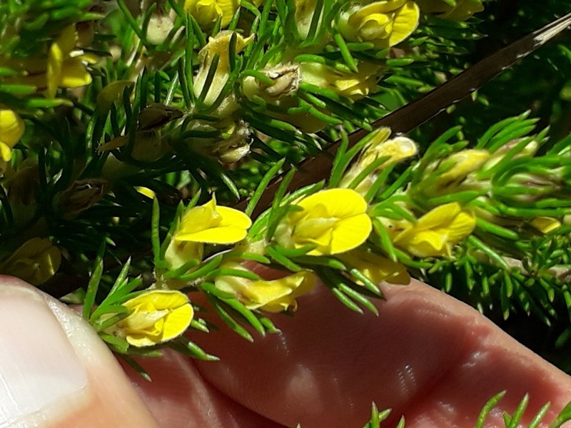 Aspalathus cliffortiifolia photo 2