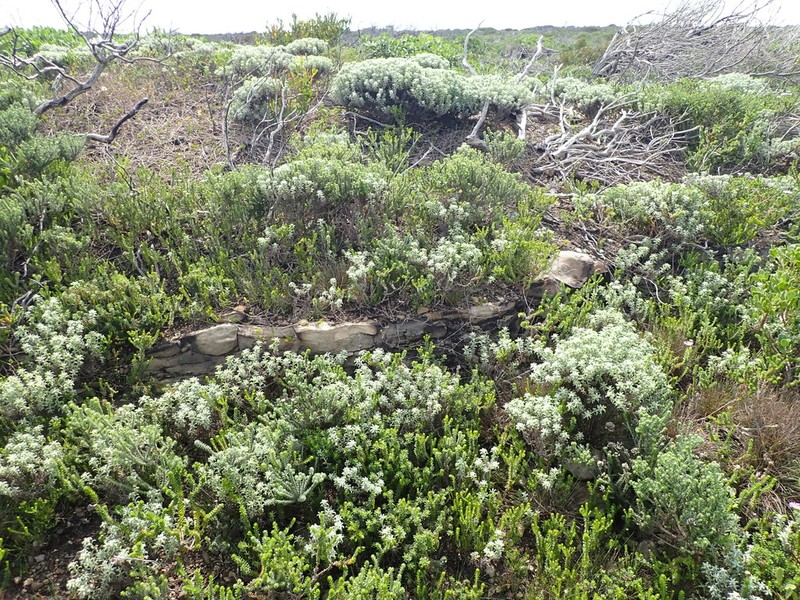 Aspalathus cliffortiifolia photo 3
