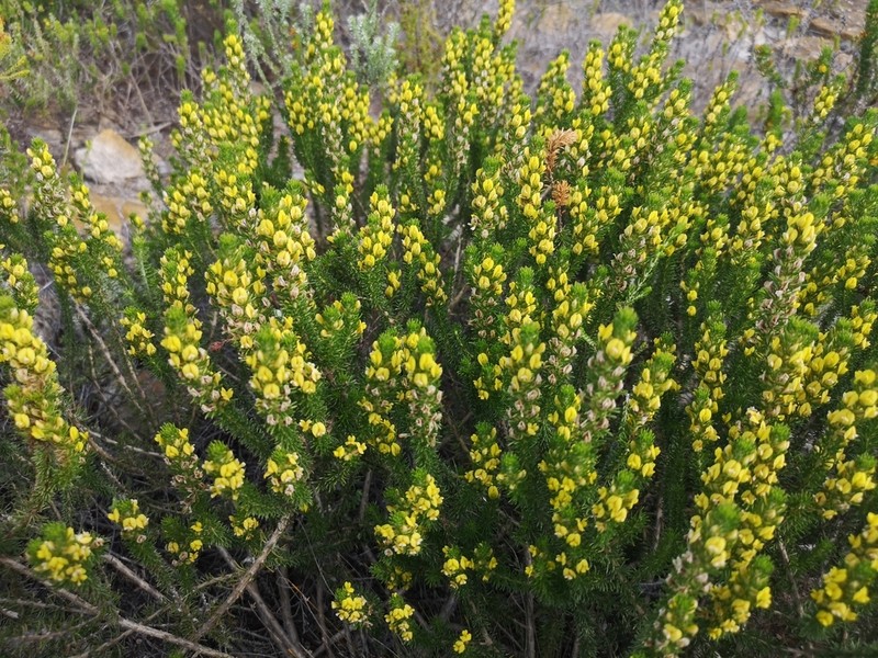 Aspalathus cliffortiifolia photo 4