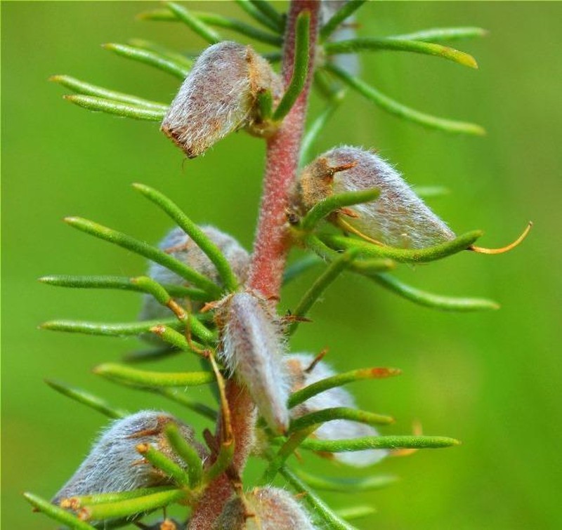 Aspalathus cliffortiifolia photo 5