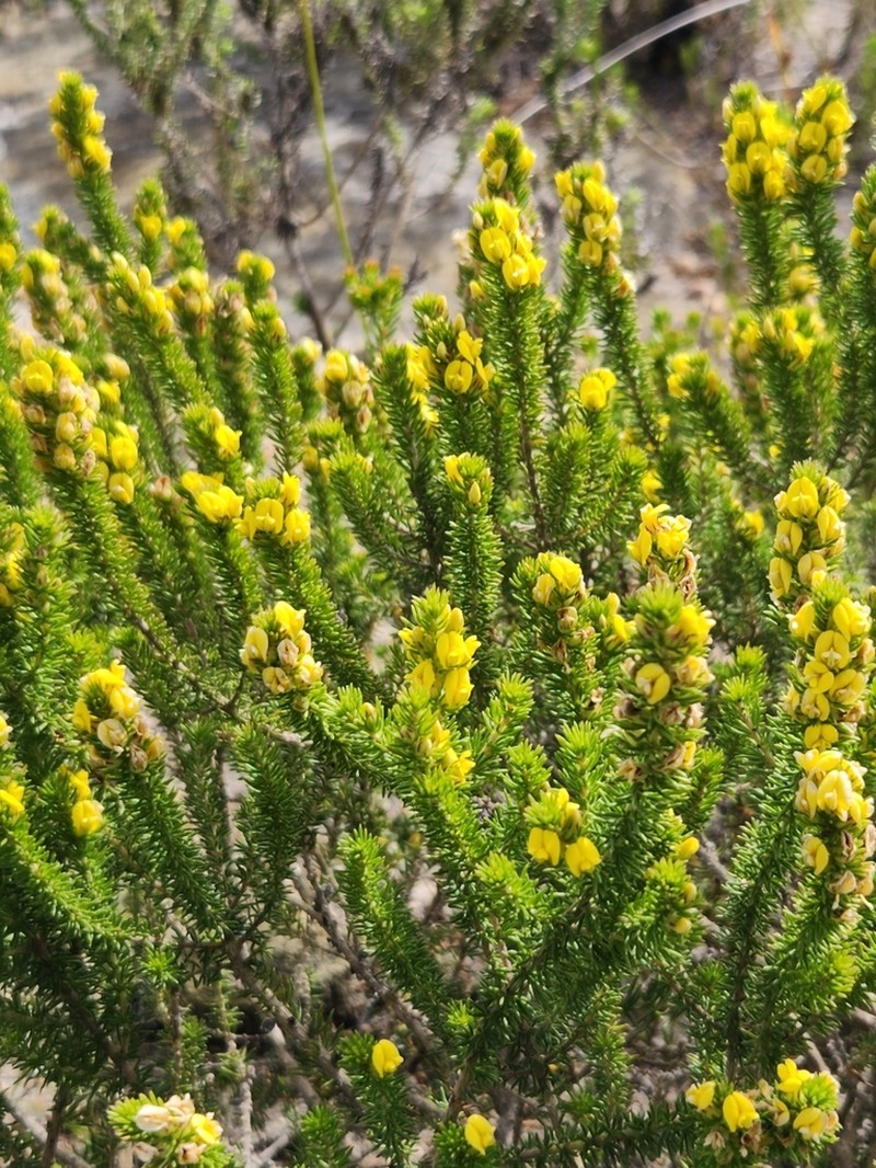 Aspalathus cliffortiifolia photo 6