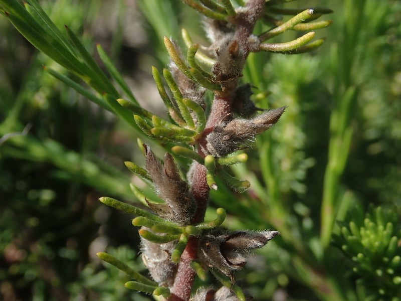Aspalathus cliffortiifolia photo 7