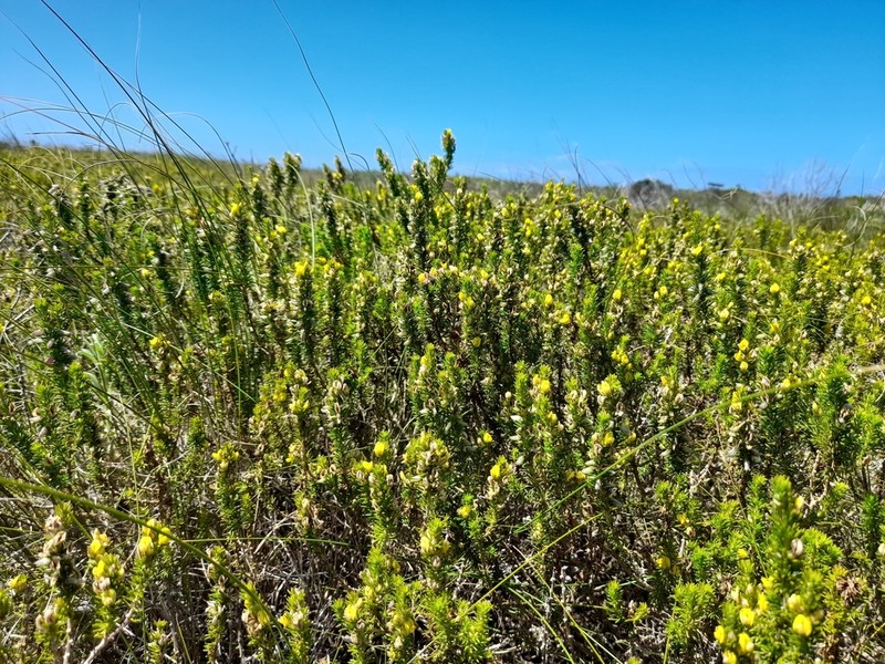 Aspalathus cliffortiifolia photo 8