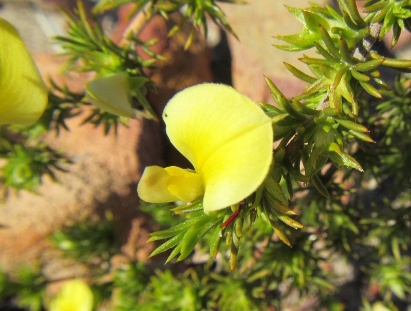 Aspalathus cliffortioides photo 2