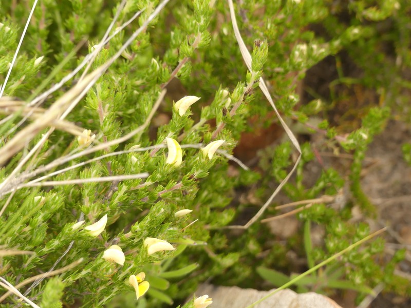 Aspalathus cliffortioides photo 3