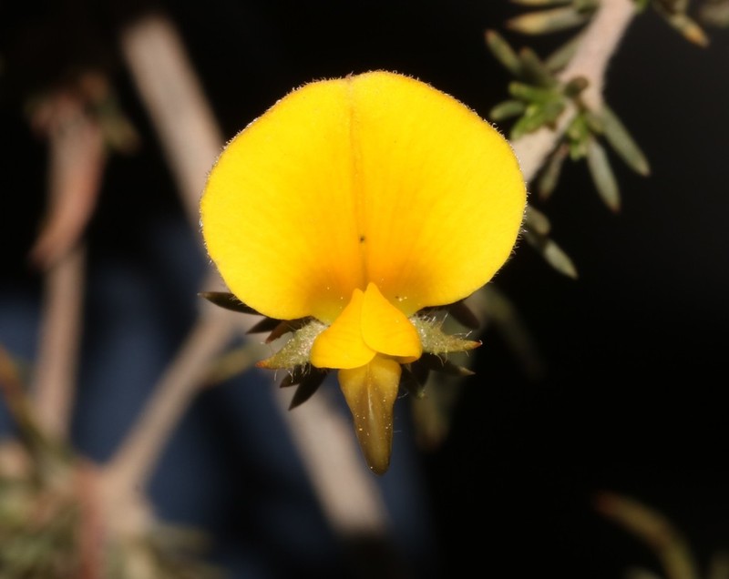 Aspalathus cliffortioides photo 4