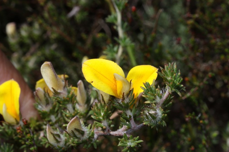 Aspalathus cliffortioides photo 5