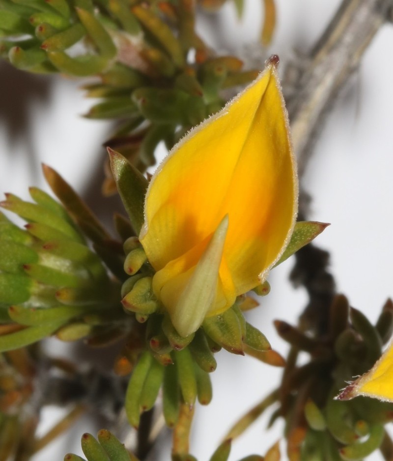 Aspalathus cliffortioides photo 6