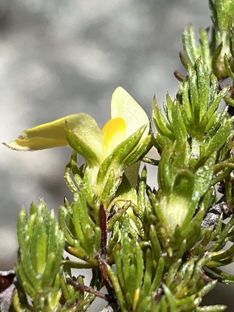 Aspalathus cliffortioides photo 7