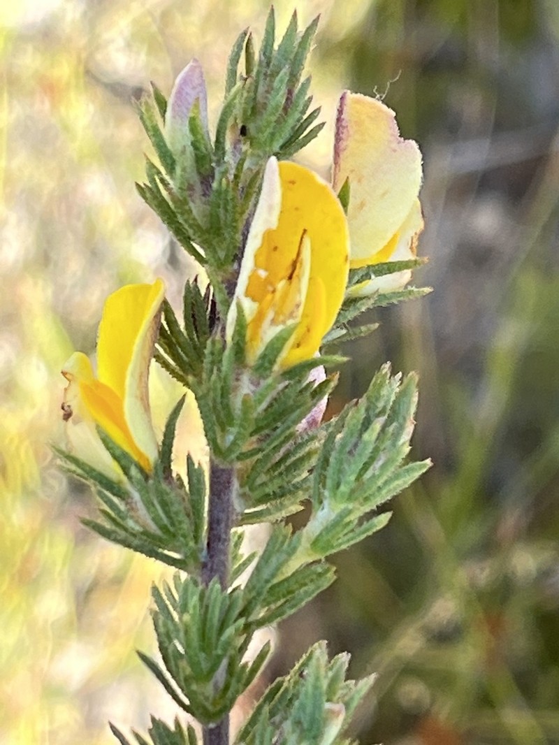 Aspalathus cliffortioides photo 8