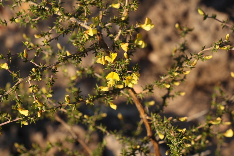Aspalathus collina