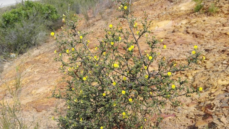 Aspalathus collina photo 2