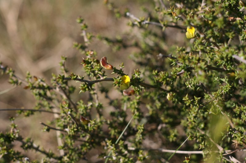 Aspalathus collina photo 4