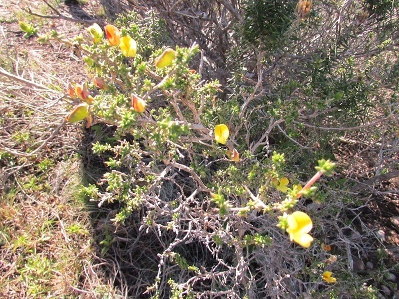 Aspalathus collina photo 5