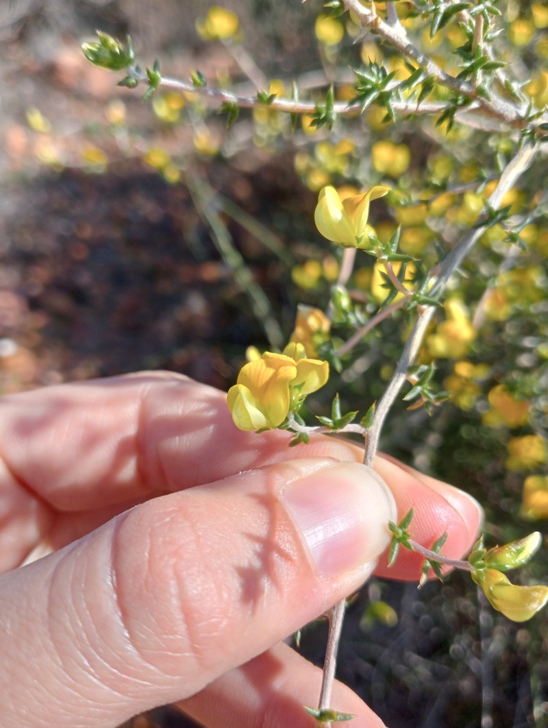 Aspalathus collina subsp. collina