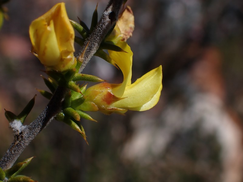 Aspalathus collina subsp. collina photo 2