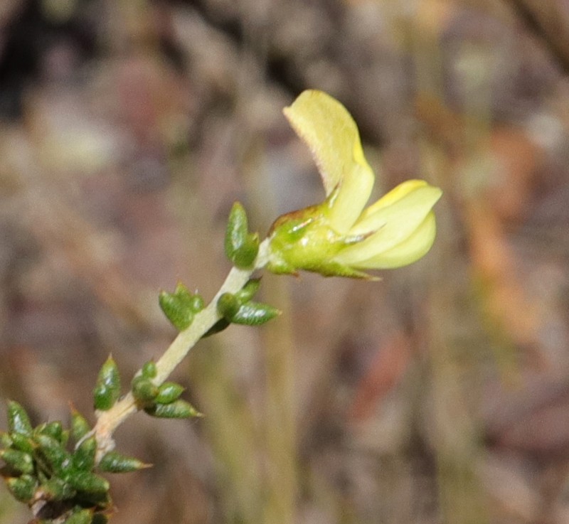 Aspalathus collina subsp. collina photo 3