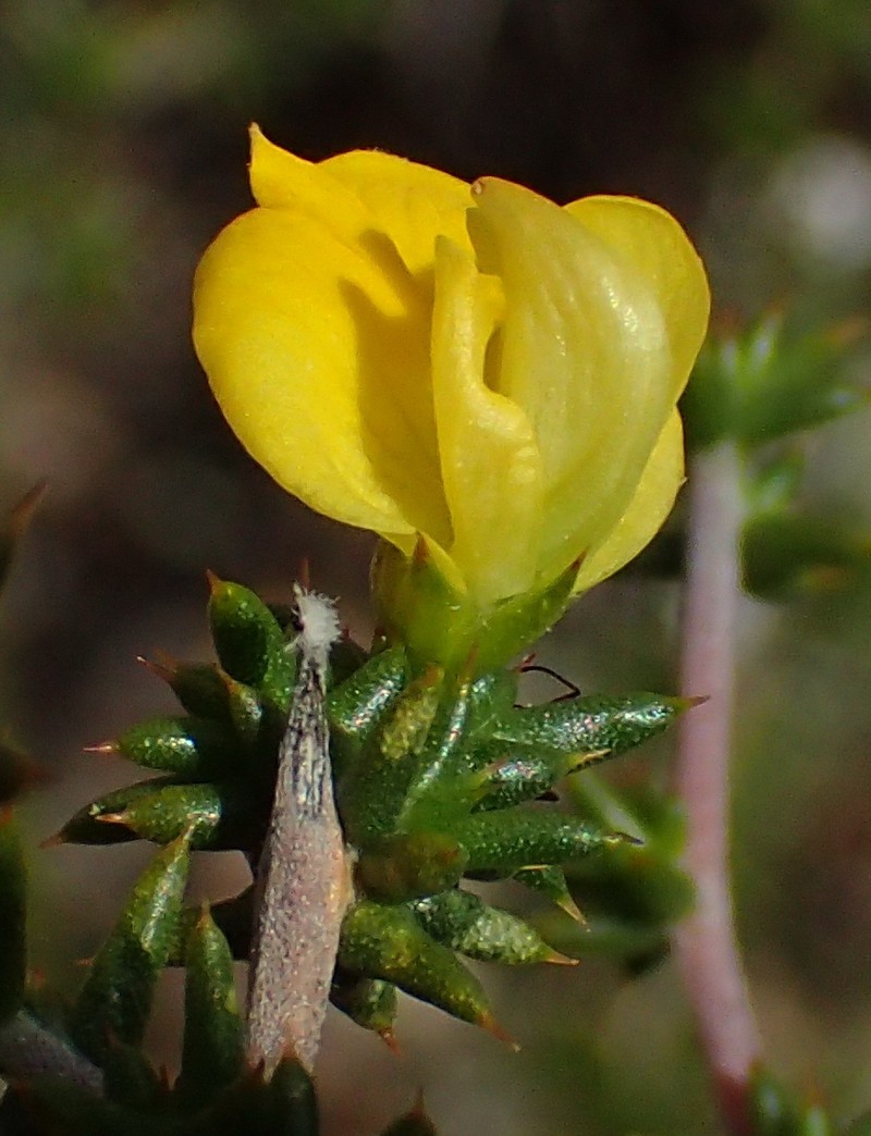 Aspalathus collina subsp. collina photo 4