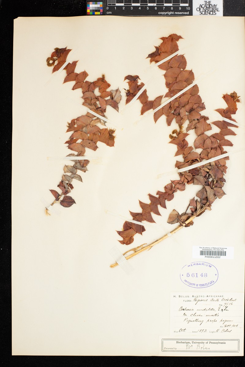Aspalathus commutata photo 2
