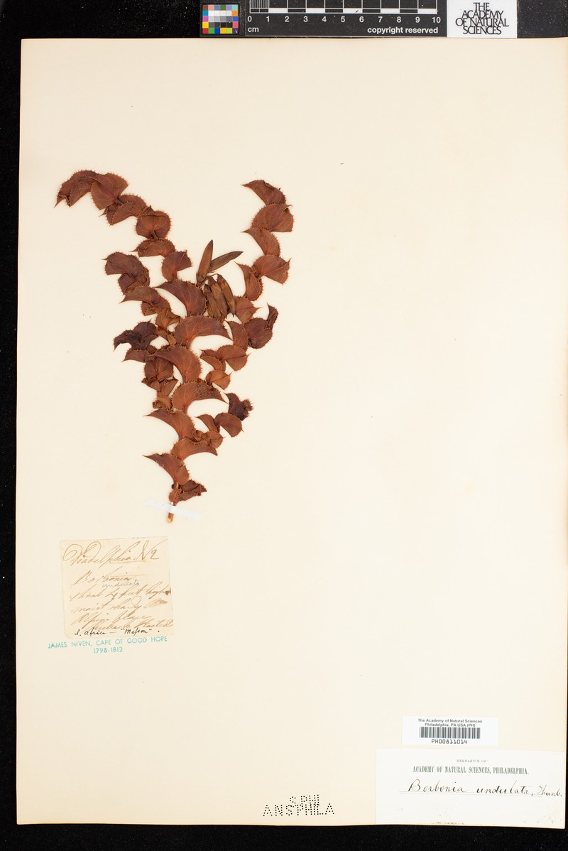 Aspalathus commutata photo 3
