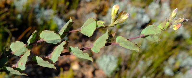 Aspalathus commutata