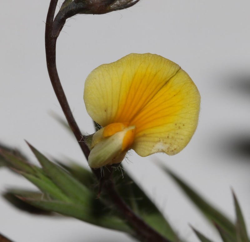 Aspalathus compacta photo 2