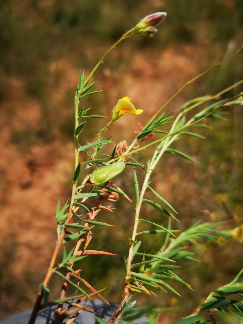 Aspalathus compacta photo 3