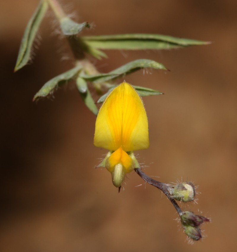 Aspalathus compacta photo 4