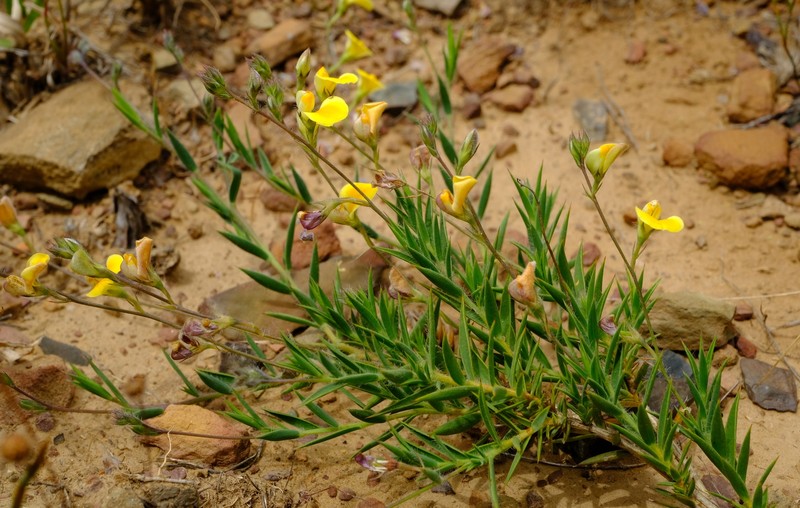 Aspalathus compacta photo 6