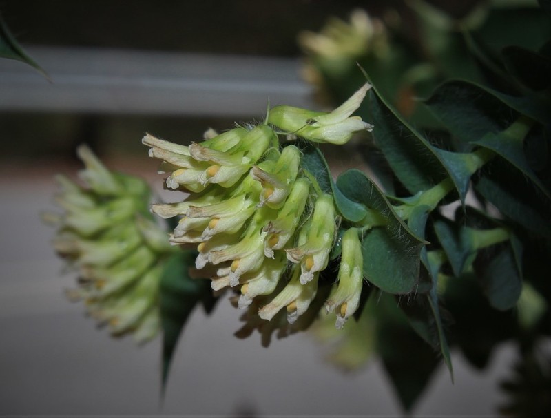 Aspalathus complicata photo 2