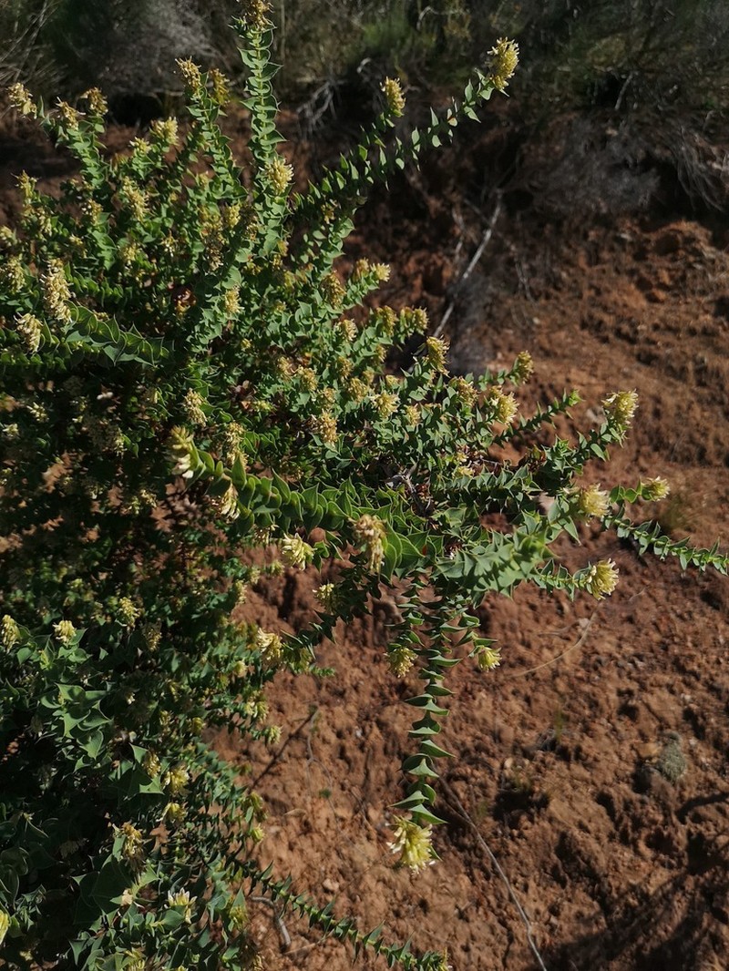 Aspalathus complicata photo 3