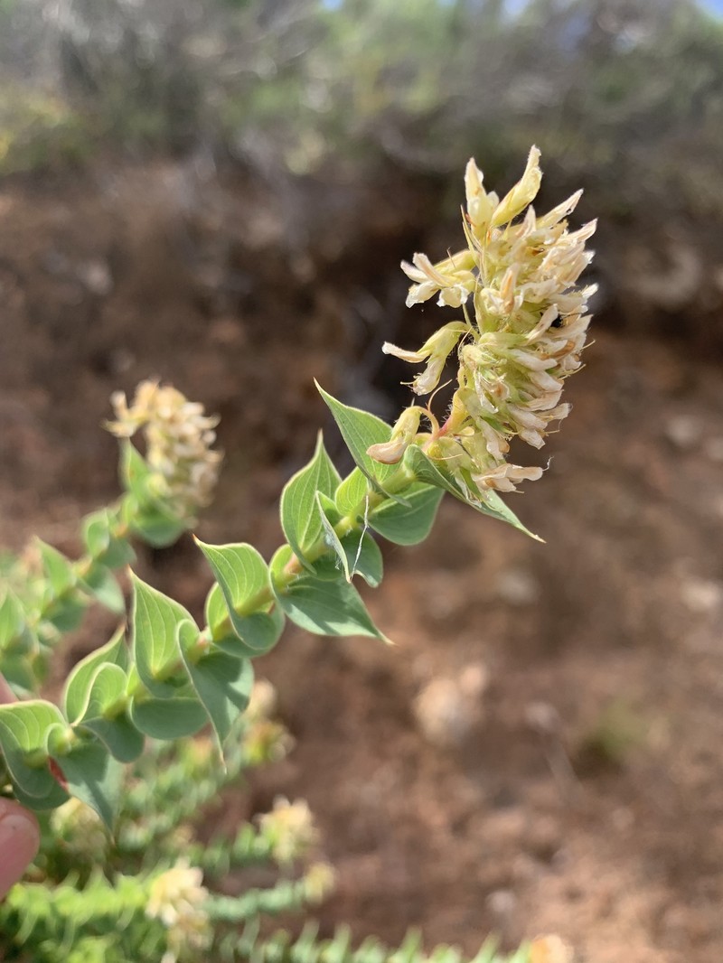 Aspalathus complicata photo 5