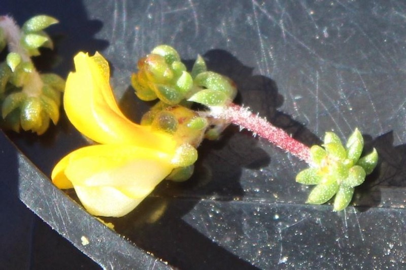 Aspalathus concava