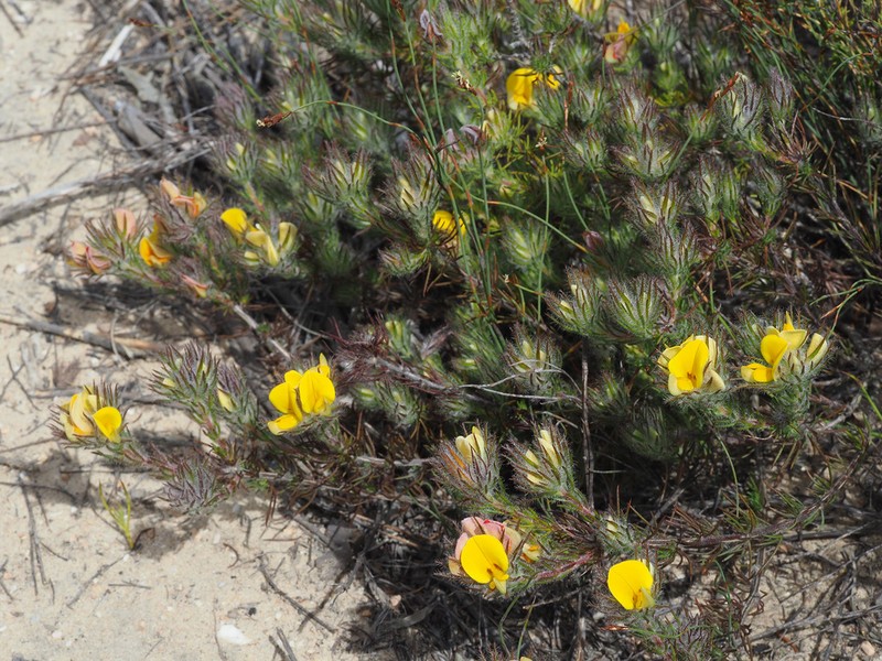 Aspalathus confusa photo 2