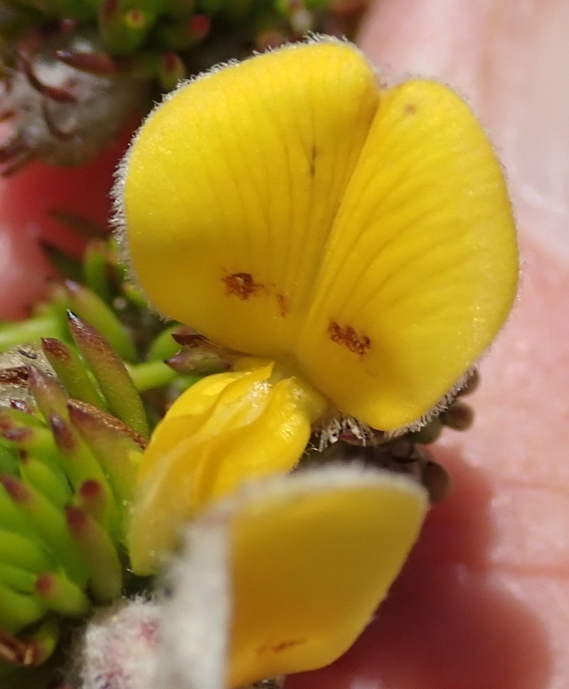 Aspalathus congesta photo 2