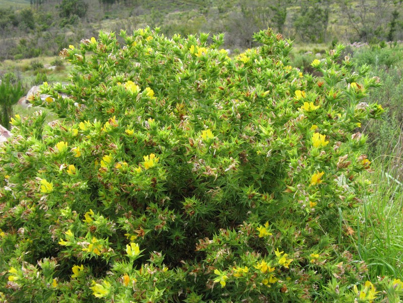 Aspalathus cordata
