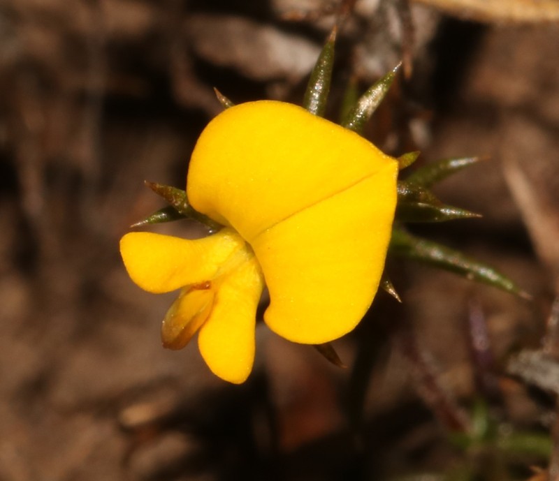 Aspalathus cordicarpa photo 2