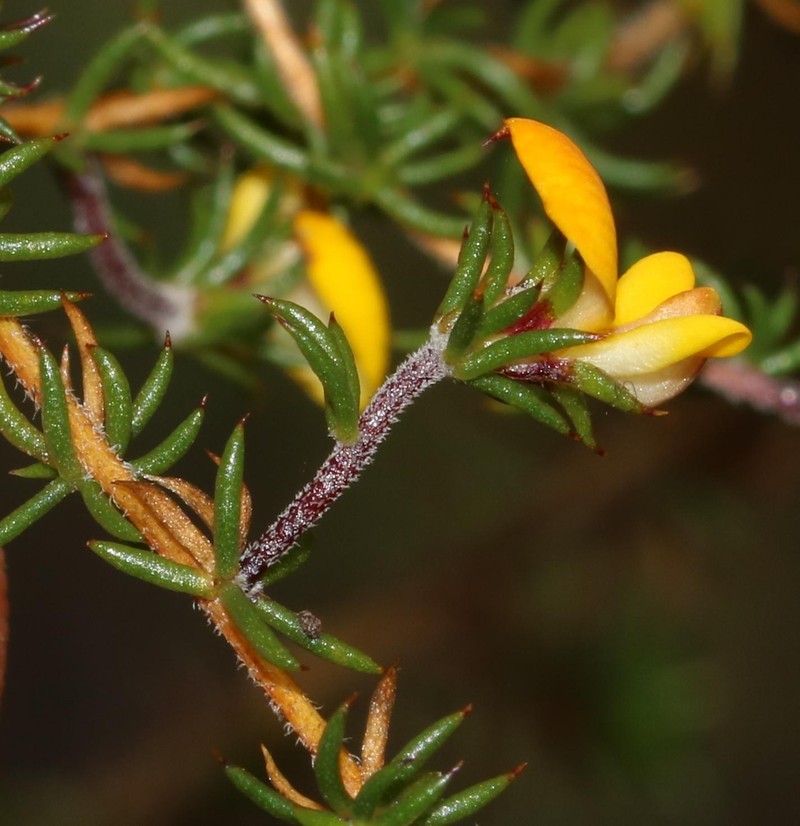 Aspalathus cordicarpa photo 4