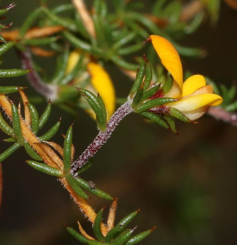 Aspalathus cordicarpa photo 6