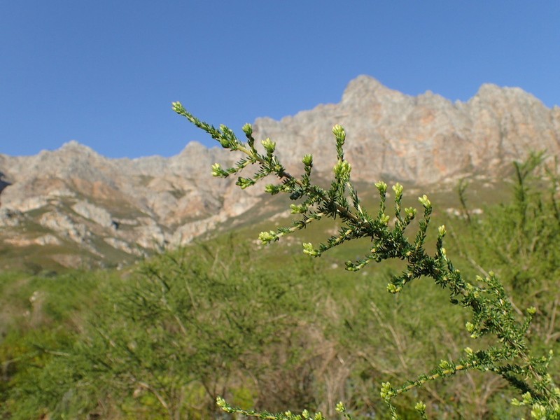 Aspalathus corrudifolia