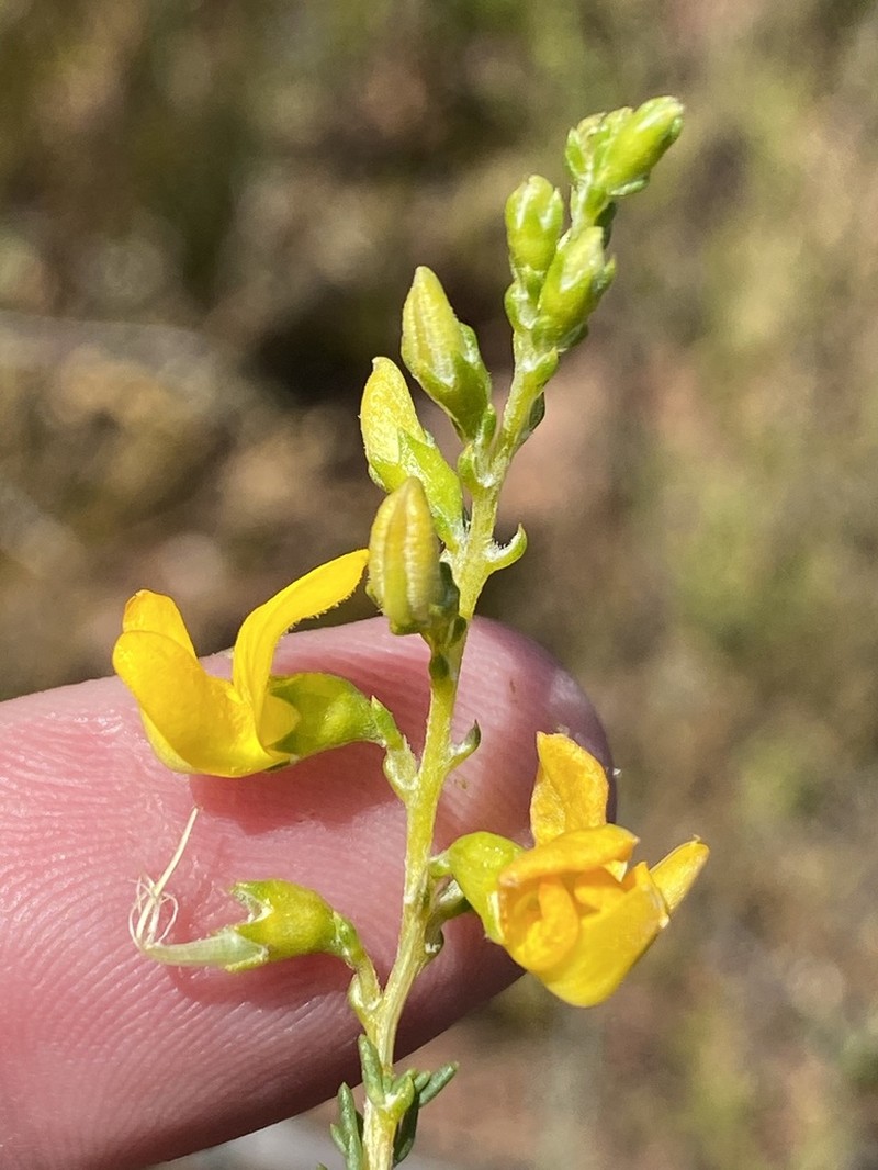 Aspalathus corrudifolia photo 2