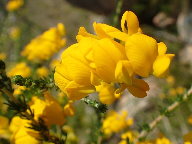 Aspalathus corrudifolia photo 4