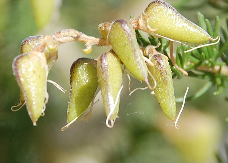 Aspalathus corrudifolia photo 5