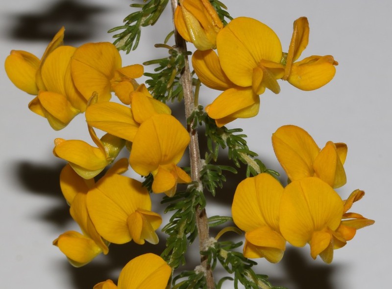 Aspalathus corrudifolia photo 6