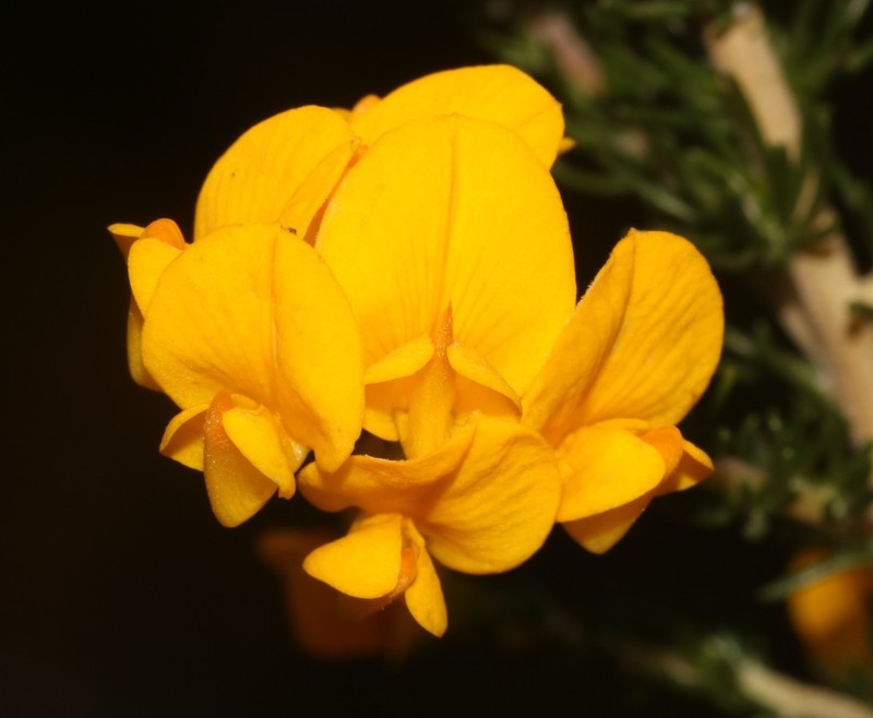 Aspalathus corrudifolia photo 7