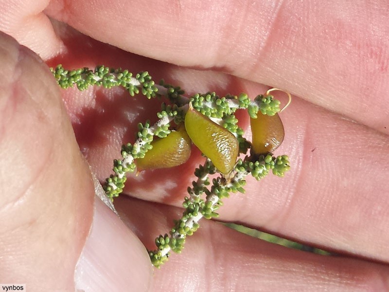 Aspalathus costulata photo 2