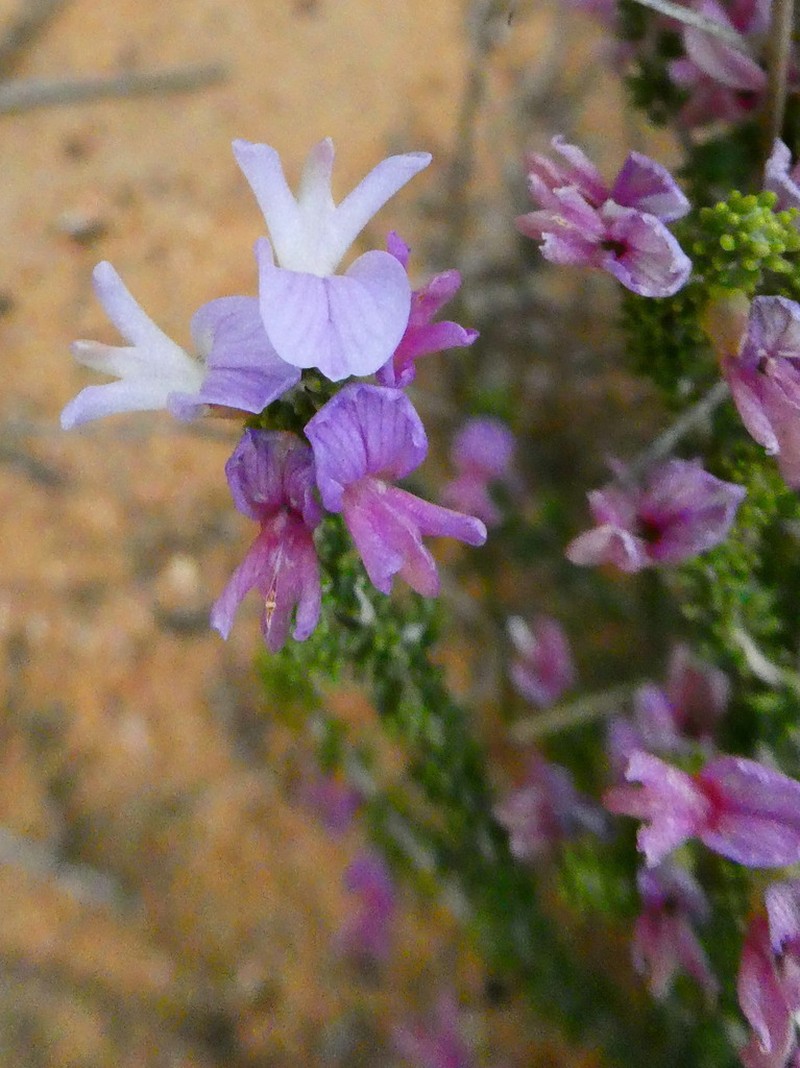 Aspalathus costulata photo 4