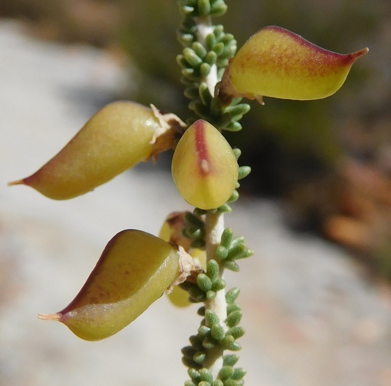 Aspalathus costulata photo 6