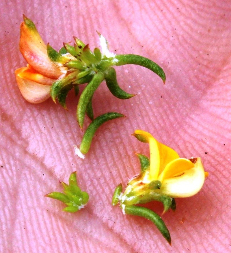 Aspalathus crassisepala photo 2